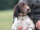 Chiots Springer Spaniel LOF à vendre, nés en mai 2025, 1 mâle disponible, robe fauve et blanc