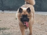 1 chiot femelle Eurasier LOF à vendre