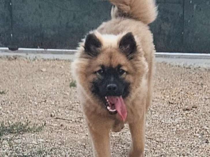 1 chiot femelle Eurasier LOF à vendre