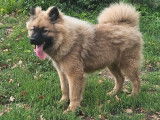 1 chiot femelle Eurasier LOF à vendre