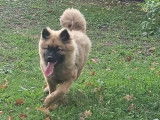 1 chiot femelle Eurasier LOF à vendre