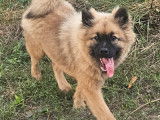 1 chiot femelle Eurasier LOF à vendre