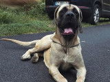 1 chiot femelle Mastiff Anglais LOF à vendre, née en novembre 2024