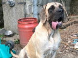 1 chiot femelle Mastiff Anglais LOF à vendre, née en novembre 2024