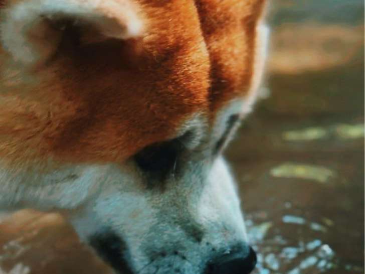 2 chiots femelles Akita Inu LOF à réserver, nés en juillet 2025, disponibles fin septembre