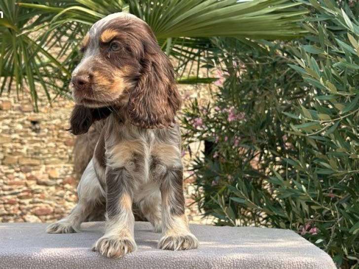Chiot Cocker Anglais LOF à vendre, né en mai 2025, 1 mâle tricolore disponible