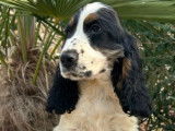 4 chiots Cocker Anglais non LOF à vendre, nés en juin 2025, mâles de plusieurs couleurs