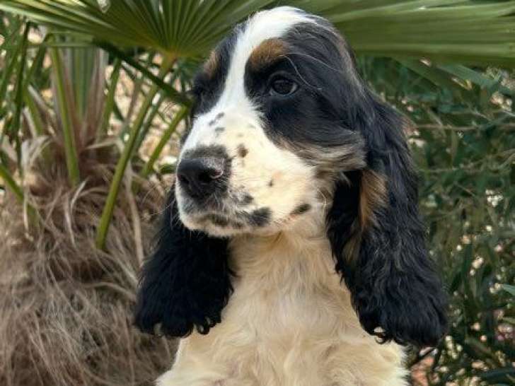 4 chiots Cocker Anglais non LOF à vendre, nés en juin 2025, mâles de plusieurs couleurs