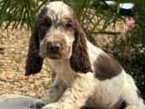 4 chiots Cocker Anglais non LOF à vendre, nés en juin 2025, mâles de plusieurs couleurs