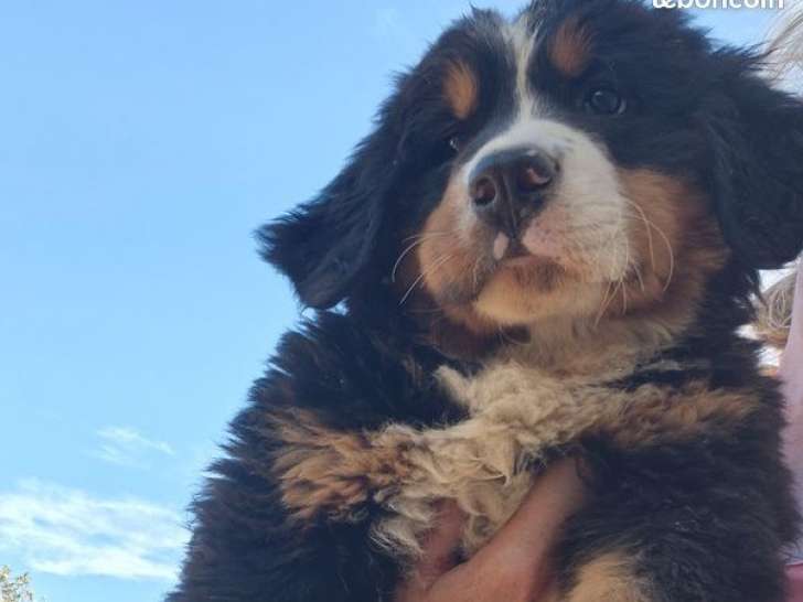 Chiots Bouviers Bernois LOF à vendre