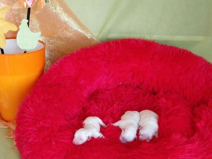 Chiots Bichon Maltais LOF à vendre, nés en juillet 2025