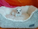 Chiots Bichon Maltais LOF à vendre, nés en juillet 2025