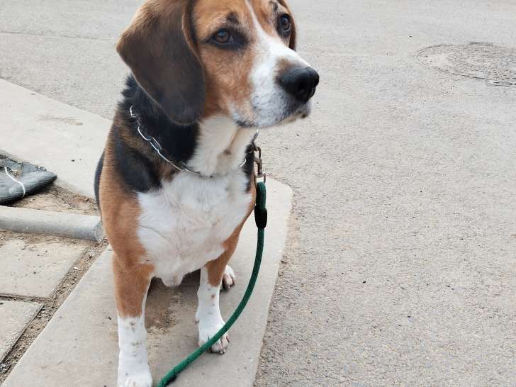 Mâle Beagle disponible pour saillie