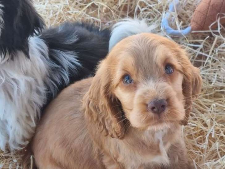 À vendre, Chiots Cocker Spaniel Anglais mâles et femelles fauve et chocolat nés le 21 juin 2025 LOF