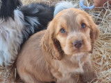 À vendre, Chiots Cocker Spaniel Anglais mâles et femelles fauve et chocolat nés le 21 juin 2025 LOF