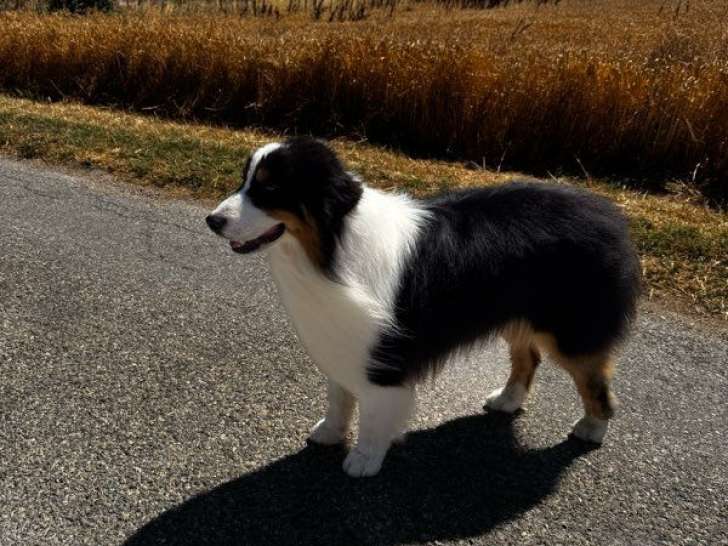 1 chiot mâle Berger Australien LOF de janvier 2024 à vendre
