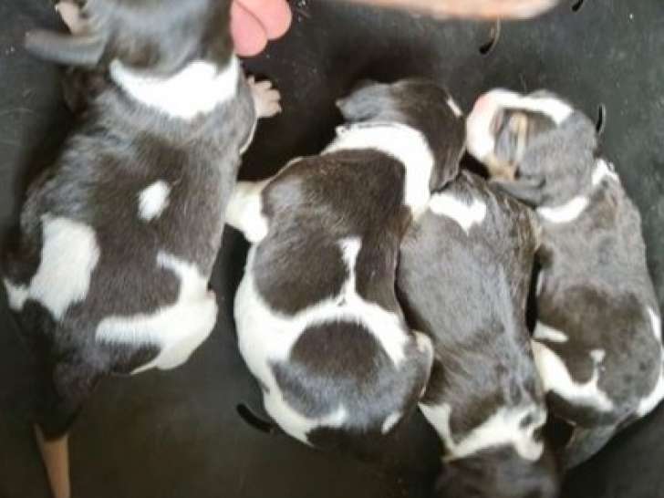 Réservation ouverte pour 5 chiots Beagle LOF d’août 2025, 4 femelles et 1 mâle