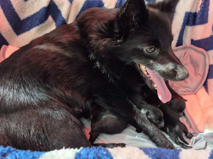 Chiots mâles Schipperke à vendre