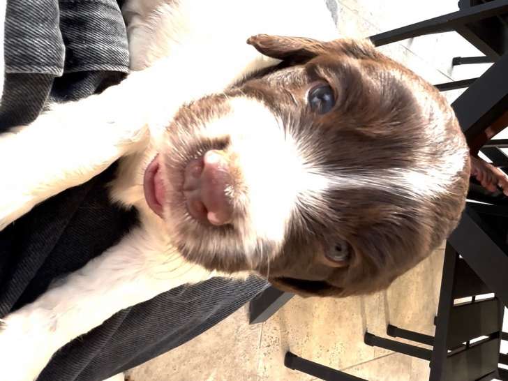 Chiots Springer Anglais à vendre