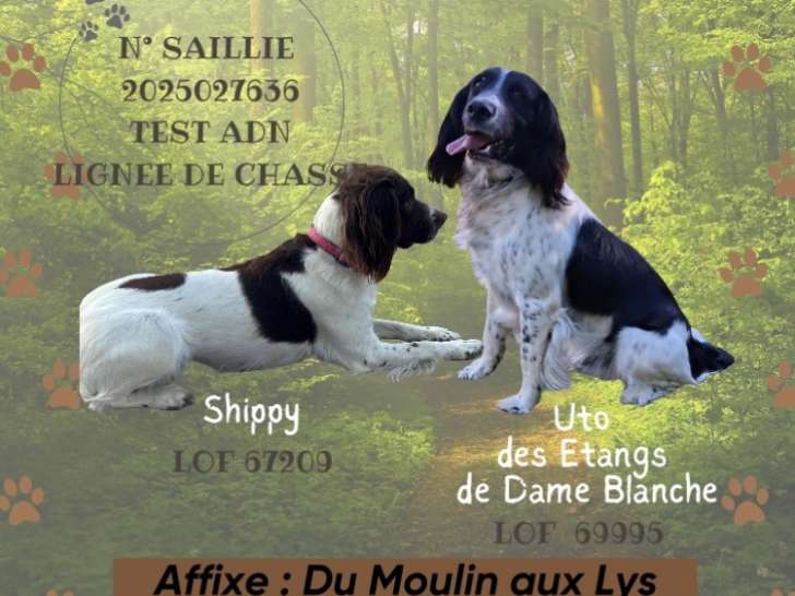 Chiots Springer à naître fin septembre 2025