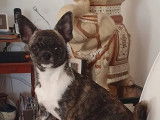Un chiot femelle Chihuahua à réserver (LOF)
