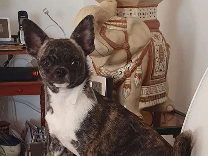 Un chiot femelle Chihuahua à réserver (LOF)