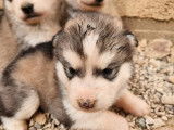 À réserver 6 chiots Malamutes d’Alaska (LOF)