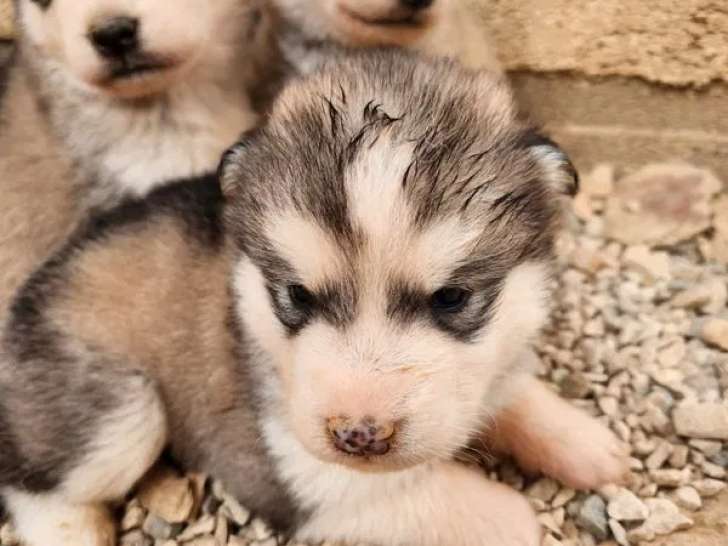 À réserver 6 chiots Malamutes d’Alaska (LOF)