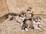 À réserver 6 chiots Malamutes d’Alaska (LOF)