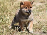 3 chiots Shiba Inu roux LOF disponibles à la vente