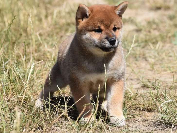 3 chiots Shiba Inu roux LOF disponibles à la vente