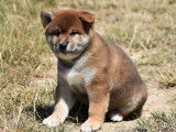 3 chiots Shiba Inu roux LOF disponibles à la vente