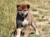3 chiots Shiba Inu roux LOF disponibles à la vente