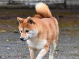 3 chiots Shiba Inu roux LOF disponibles à la vente