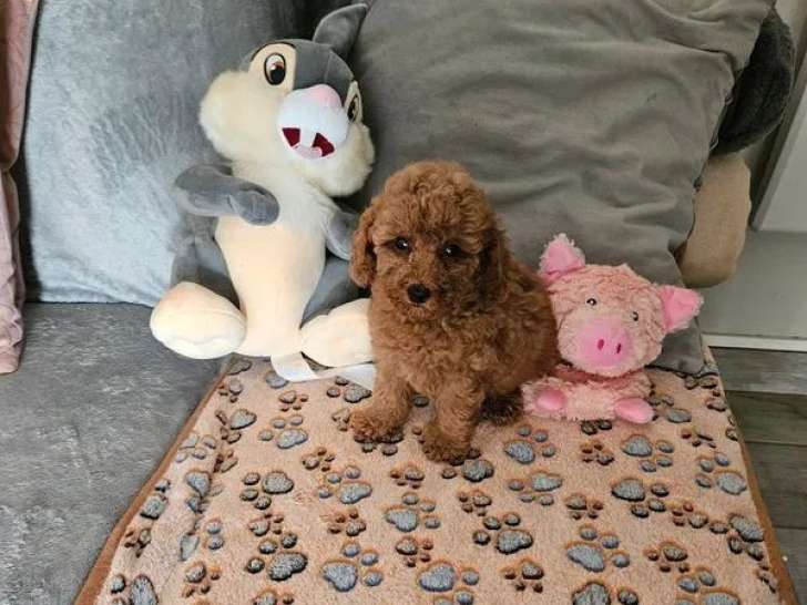 À réserver 3 chiots Caniches Toys fauves (LOF)