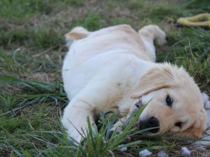 Un chiot mâle Golden Retriever LOF à vendre