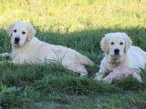 Un chiot mâle Golden Retriever LOF à vendre