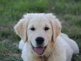 Un chiot mâle Golden Retriever LOF à vendre