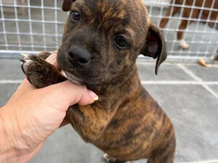 3 chiots Staffordshire Bull Terrier LOF disponibles à la réservation
