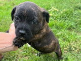 3 chiots Staffordshire Bull Terrier LOF disponibles à la réservation
