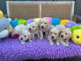 Des chiots Golden Retrievers à réserver (LOF)