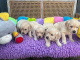 Des chiots Golden Retrievers à réserver (LOF)
