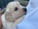 Des chiots Golden Retrievers à réserver (LOF)
