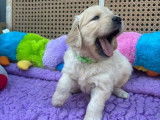 Des chiots Golden Retrievers à réserver (LOF)