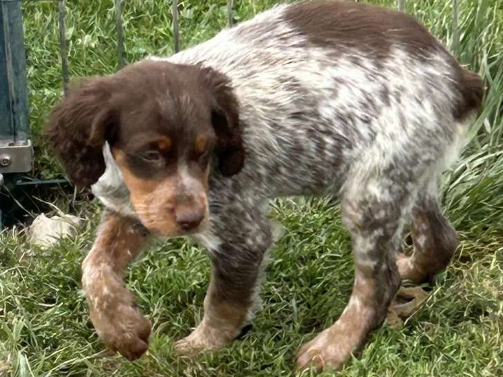 À vendre 5 chiots mâles Épagneuls Bretons (LOF)