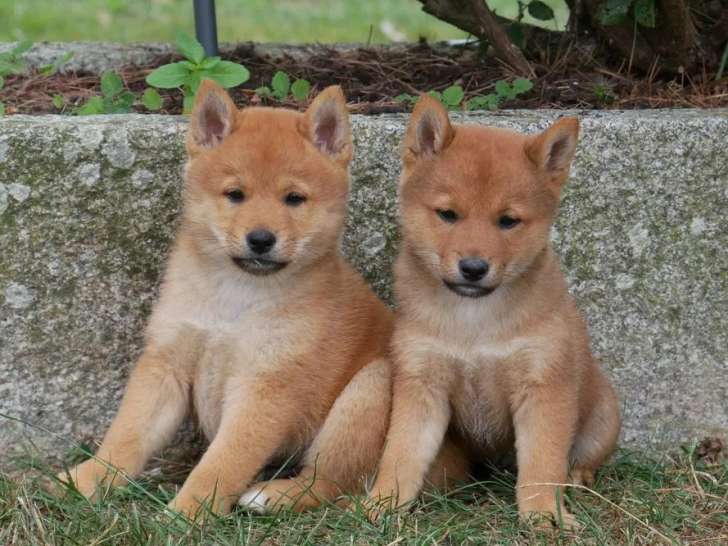 6 chiots Shiba Inu LOF disponibles à la réservation
