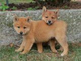 6 chiots Shiba Inu LOF disponibles à la réservation