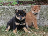 6 chiots Shiba Inu LOF disponibles à la réservation