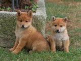 6 chiots Shiba Inu LOF disponibles à la réservation