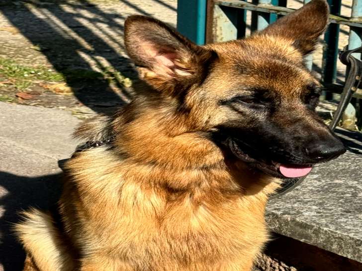 Chien adulte de race Berger Allemand Mâle à vendre